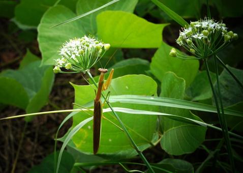 カマキリとニラの花 カマキリとニラの花 カマキリ,ニラ,花の写真素材