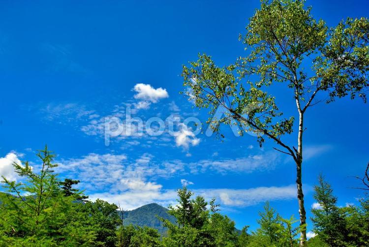 夏の戦場ヶ原（栃木日光） 雲,空,草原の写真素材