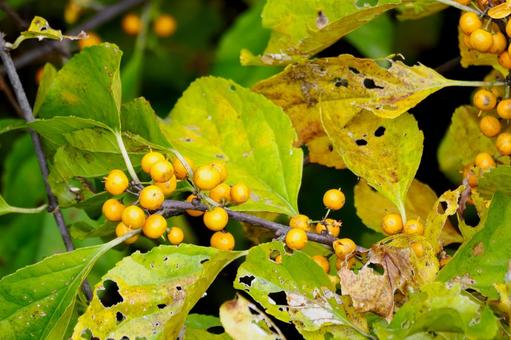 ツルウメモドキの実⑴ 実,ツルウメモドキ,黄色の写真素材