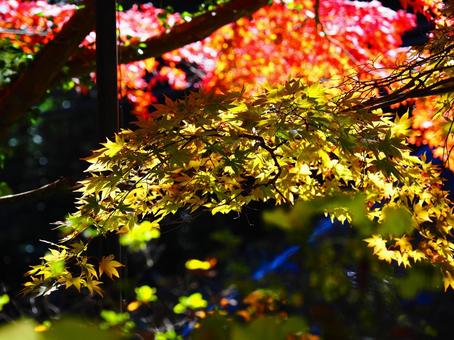 紅葉（筑波山） 紅葉,秋,10月の写真素材