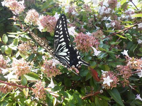 アゲハ アゲハ,蝶,チョウの写真素材