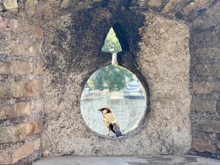 Photo, bird, city, the castle wall, 