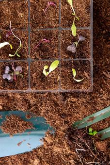 緑色のスコップと芽 スコップ,育苗トレイ,芽の写真素材