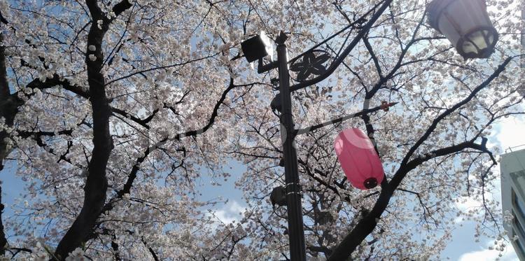 国立市さくら通り（大学通り）の桜① 東京都,国立市,さくら通りの写真素材