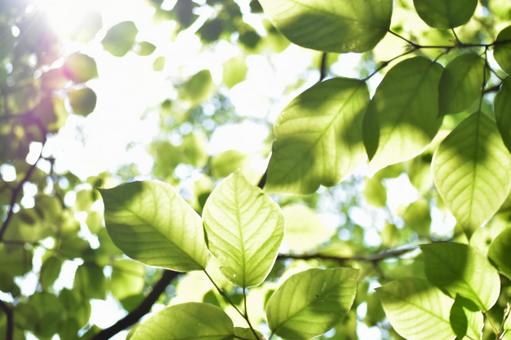 日光キラキラの葉の写真