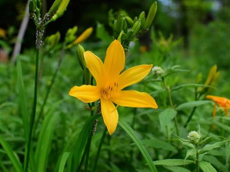 夏の山野草 - ニッコウキスゲ 夏の山野草 - ニッコウキスゲの写真