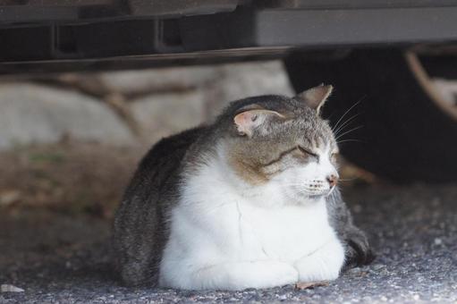 ねこ ねこ にゃんこ,可愛い,野良猫の写真素材
