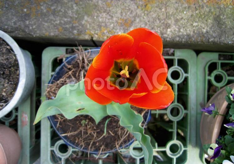 真上から撮った鉢植えの赤いチューリップ チューリップ,花,赤の写真素材