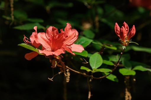 赤いツツジの花 赤いツツジの花の写真