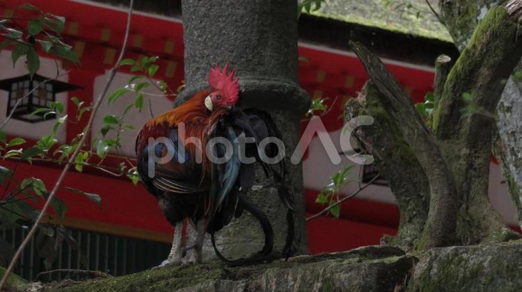 石上神宮　神使の鶏 ニワトリ,石上神宮,石上神社の写真素材