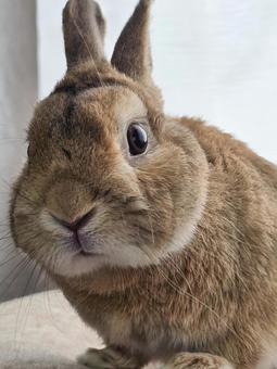 見つめるうさぎ 見つめるうさぎ うさぎ,ウサギ,草食動物の写真素材