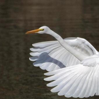 ダイサギ ダイサギの写真