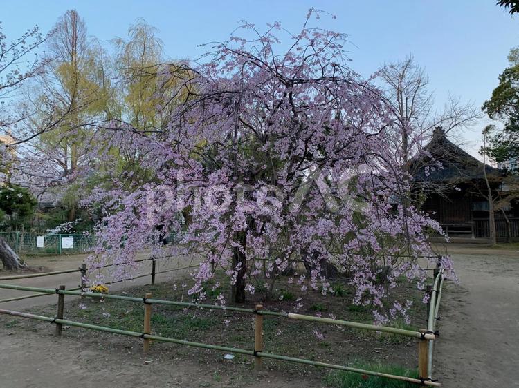 しだれ桜 しだれ桜,桜,春の写真素材