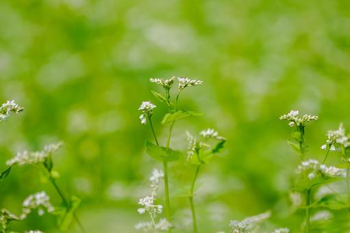 ソバの花⑸ ソバの花⑸の写真