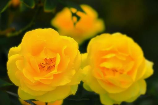 鮮やかなレモンカラーの秋薔薇 鮮やかなレモンカラーの秋薔薇 植物,花,薔薇の写真素材