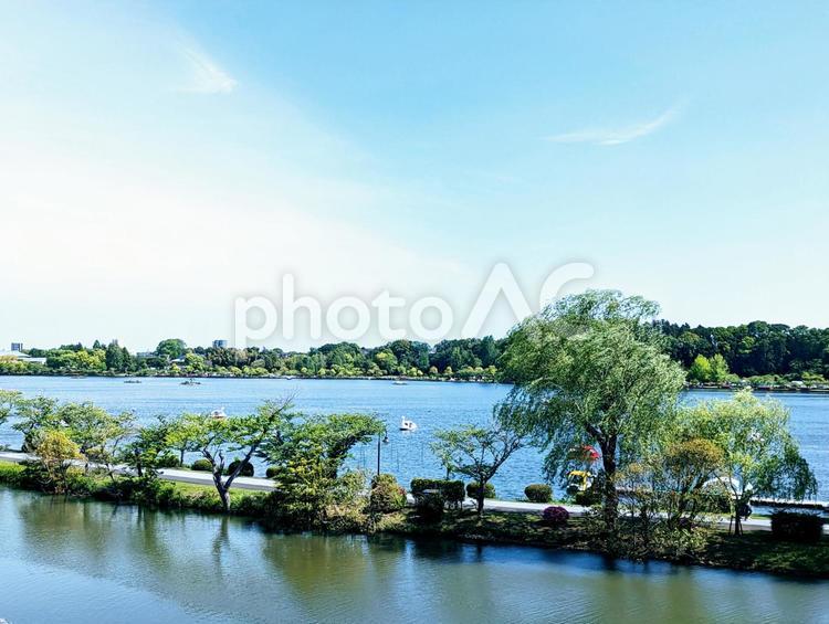 爽やかな青色が美しい千波湖の風景 湖,青色,木の写真素材