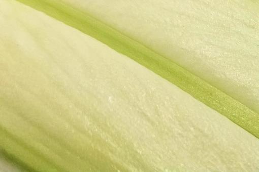 ユリの花のつぼみの背景 ユリの花のつぼみの背景の写真