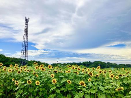 14時の向日葵畑と大空/鉄塔 14時の向日葵畑と大空/鉄塔の写真