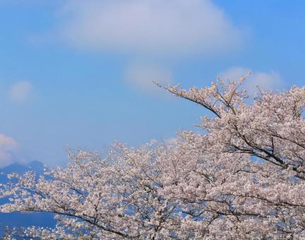 青空と桜と山 青空と桜と山 青空,桜,山の写真素材