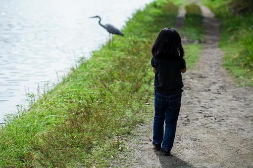 散歩する子供と青鷺 散歩する子供と青鷺 子供,サギ,散歩道の写真素材