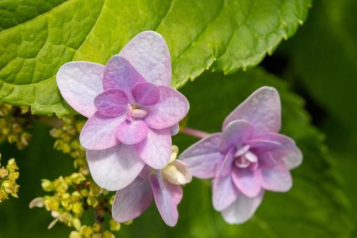 紫陽花アップ花びら 紫陽花アップ花びらの写真