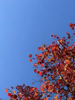 紅葉 紅葉の写真