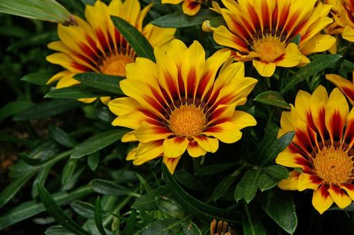 クンショウギク クンショウギク クンショウギク,勲章菊,ガザニアの写真素材
