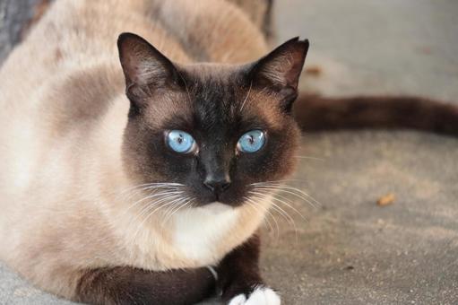 公園ネコ 沖縄県 那覇市 公園ネコ 沖縄県 那覇市 ネコ,ねこ,かいねこの写真素材