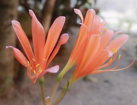 【花の写真】庭に咲くキツネノカミソリ 【花の写真】庭に咲くキツネノカミソリの写真