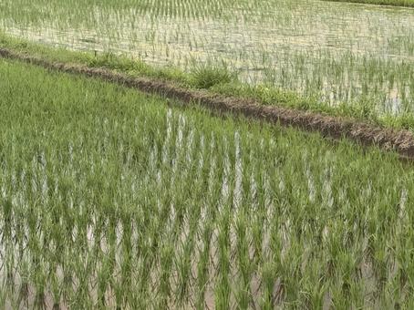 Photo, paddy field, rice cultivation, natural, 