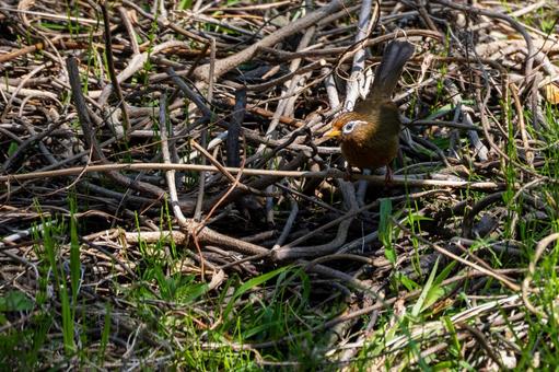 Photo, bird, wild bird, chinese hwamei, 