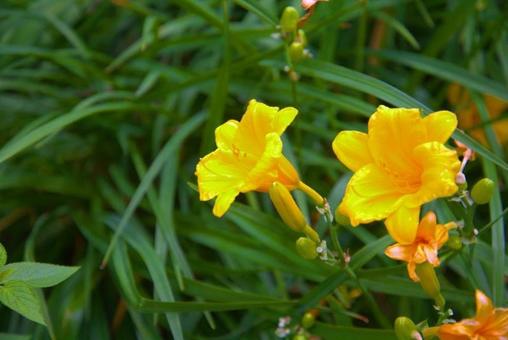 ノカンゾウ♪ ノカンゾウ♪の写真
