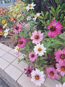 ヒャクニチソウ 百日草,ジニア,ガーデニングの写真素材