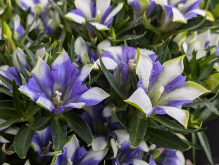 白寿という種類のトルコギキョウです 白寿という種類のトルコギキョウです トルコギキョウ,花,flowerの写真素材