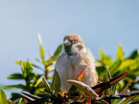 Sparrow perched on a branch, JPG Sparrow perched on a branch, JPG