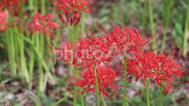 秋深し曼殊沙華のまつり 曼殊沙華,彼岸花,まんじゅしゃげの写真素材