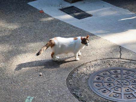 京都 伏見稲荷大社にいた三毛猫 京都 伏見稲荷大社にいた三毛猫 伏見稲荷大社,伏見稲荷,猫の写真素材