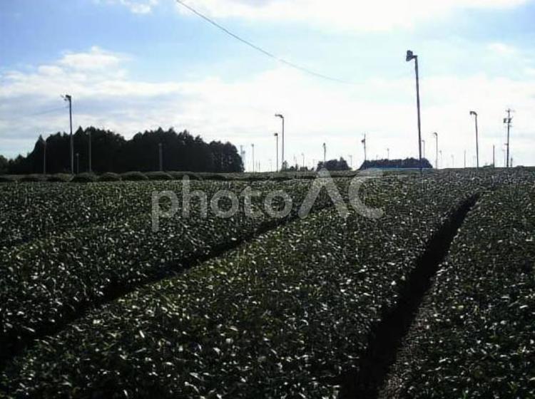 静岡の茶畑　　掛川 お茶,カテキン,一番茶の写真素材