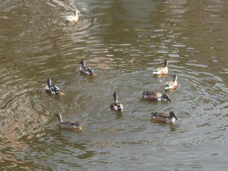 池に集うカルガモ1 カルガモ,動物,生き物の写真素材