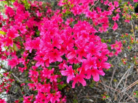 ツツジ、つつじ、満開の写真