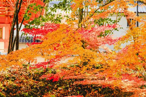 宝福寺の紅葉 宝福寺の紅葉 もみじ,美しい,カラフルの写真素材