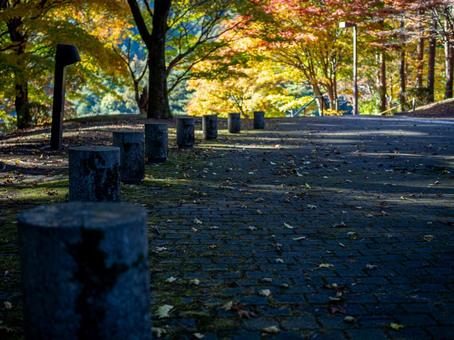 紅葉した木々と落ち葉の散歩道 落ち葉,紅葉,散策路の写真素材