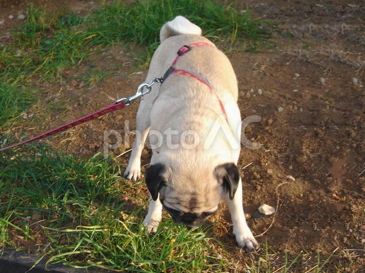 お花が大好きなパグ パグ,犬,ペットの写真素材