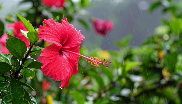 雨に濡れたハイビスカスの写真