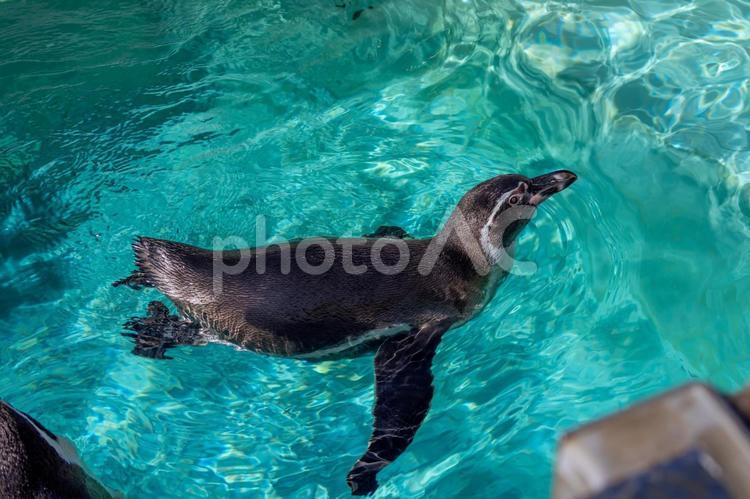 水族館のペンギン ペンギン,水族館,動物の写真素材