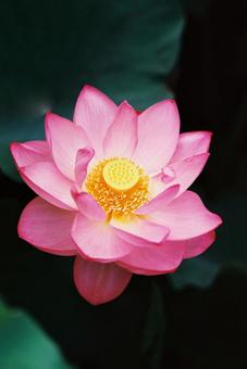 蓮の花8 蓮の花8の写真