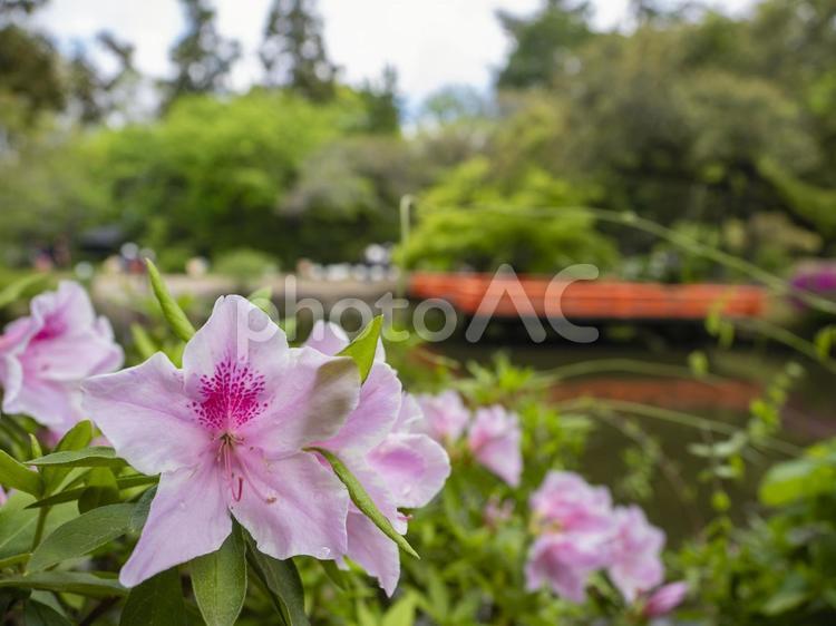 公園のピンクのツツジ 公園,ツツジ,ピンクの写真素材