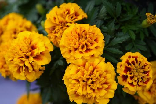 マリーゴールド（イエロー） マリーゴールド,イエロー,黄色の写真素材