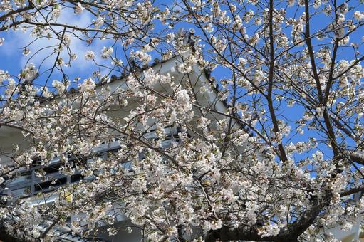 ソメイヨシノと浜松城 ソメイヨシノと浜松城 ソメイヨシノ,桜,花の写真素材