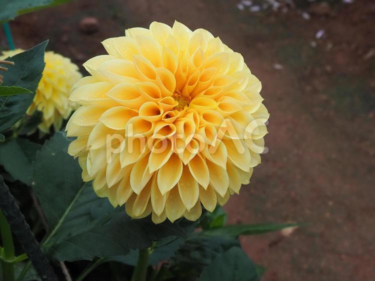 ダリア 花,黄色,ダリアの写真素材